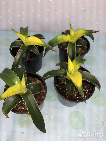 Сансиеверия Звездная Канарейка 12/20см