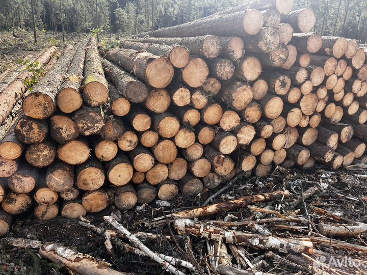 Продажа леса