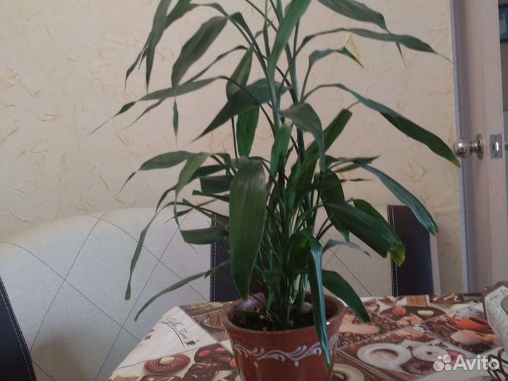 Драцена Сандера