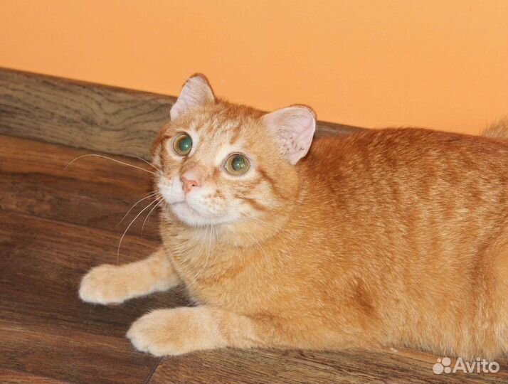 Хороший ласковый котик