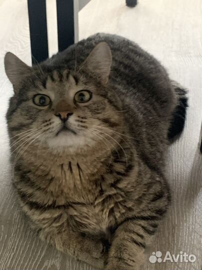 Брутальный кот