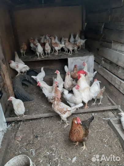 Куры несушки