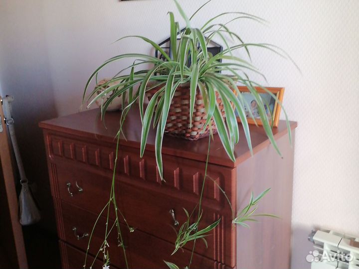 Хлорофитум