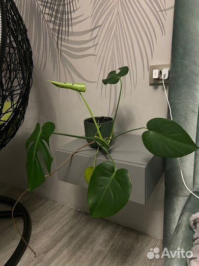 Монстера деликатесная, отростки в горшках