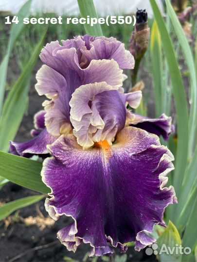 Ирис сортовые