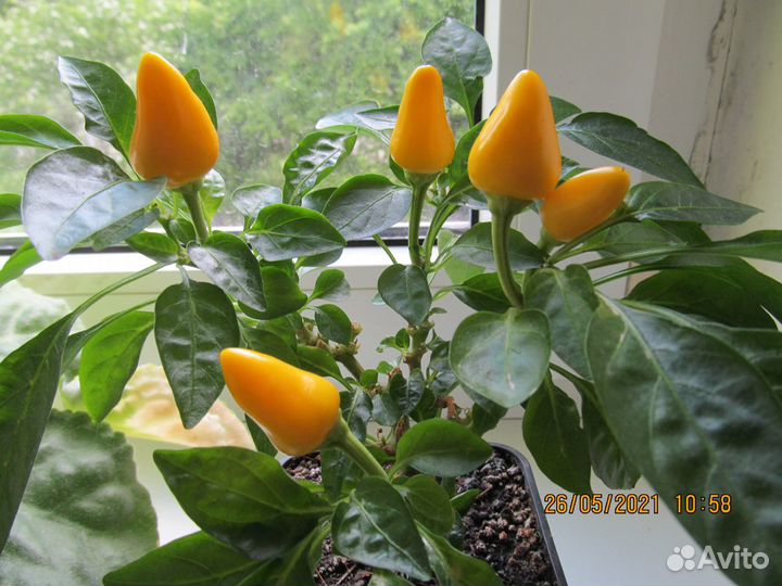 Перчик многолетний, комнатный, декоративный