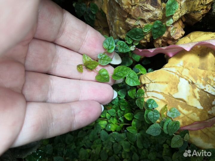 Фикус Пумила крохотный карликовый