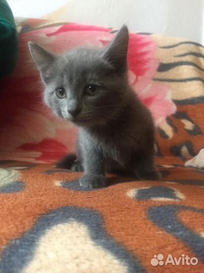 Котята в добрые руки приучены к лотку