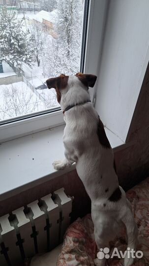 Джек Рассел терьер