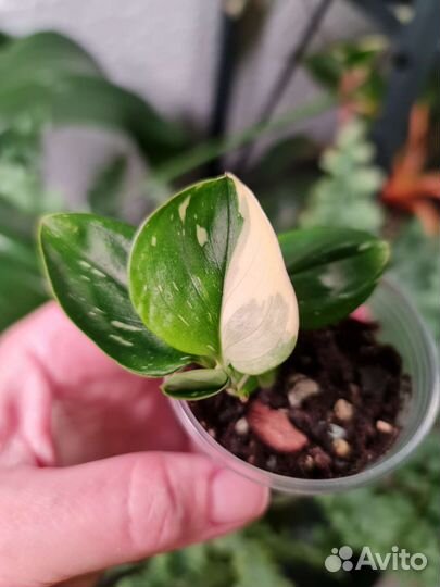 Филодендрон кобра