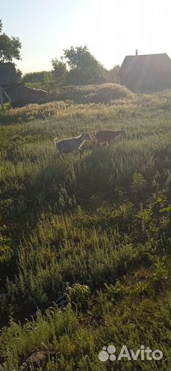 Козы козлята