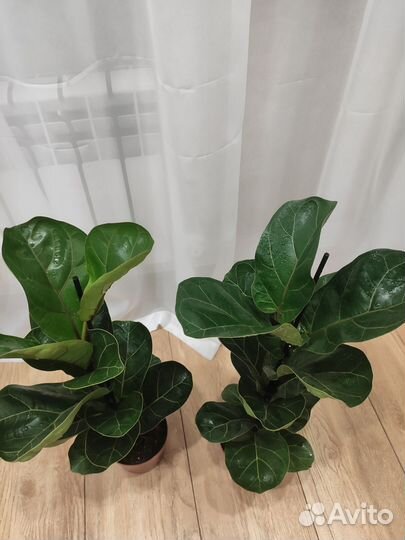 Фикус лирата бамбино Комнатные растения