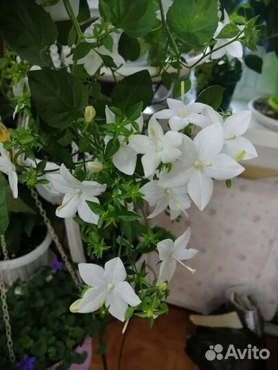 Полянка Кампанул