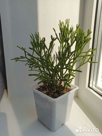 Кактусы хатиора, опунция цилиндрическая