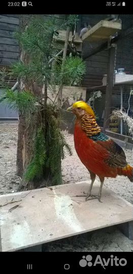Фазан золотой