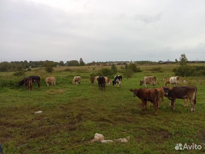 Коровы-Тёлки