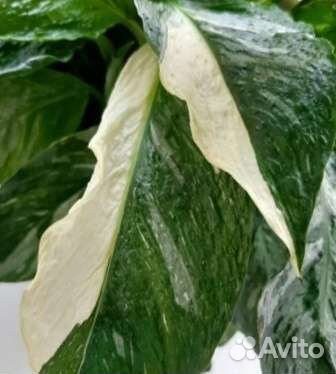 Спатифиллум джемини