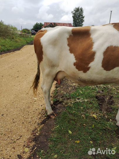 Корова стельная дойная