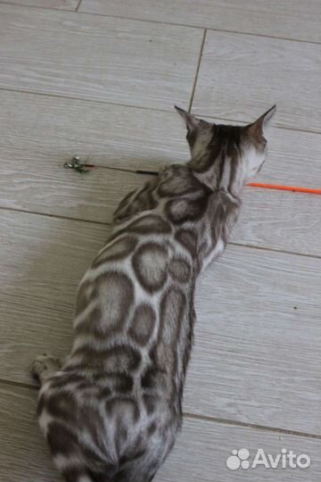 Снежные и угольные бенгальские котята