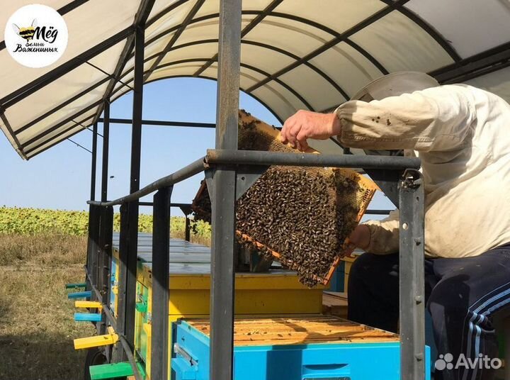 Мед из Башкирии. 100 натуральный