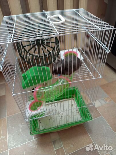 Хомяки вместе с клеткой