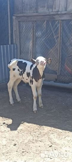 Дойная корова