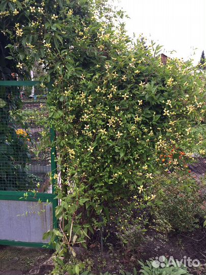 Клематис Тангутский Анита