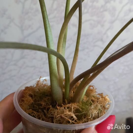 Алоказия хило бьюти