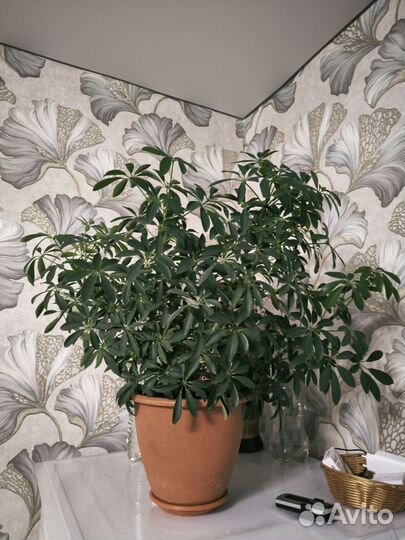 Комнатные цветы шефлера