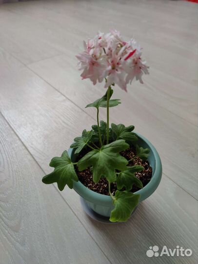 Пеларгония Ричард