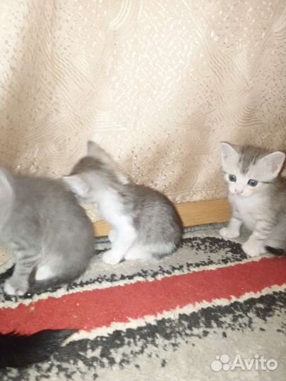 Котята в добрые руки