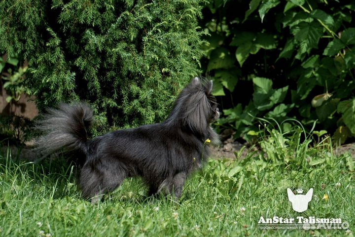 Питомник Чихуахуа