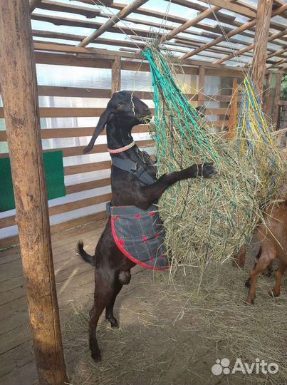 Рептух (медленная кормушка)