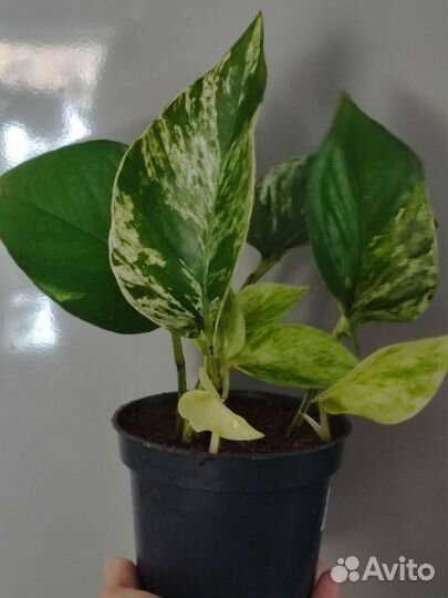 Сциндапсус(эпипремнум)