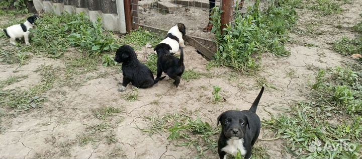 Отдам щенков в добрые руки бесплатно