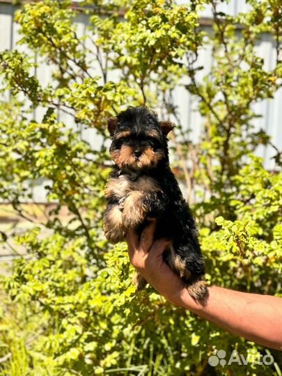 Мальчик Йоркширский терьер