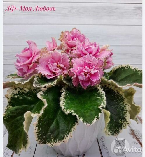 Фиалки сортовые