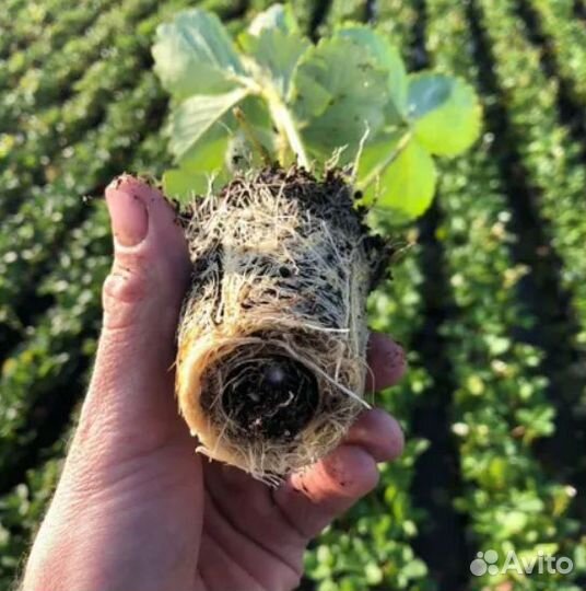 Рассада клубники