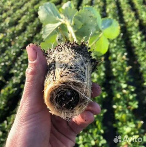 Рассада клубники