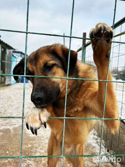 Бурбон ищет родителей