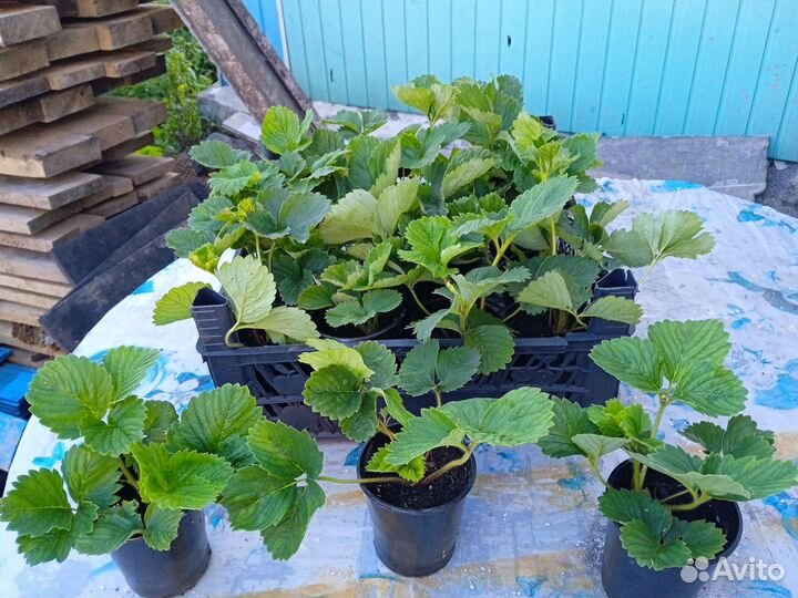 Усы виктории