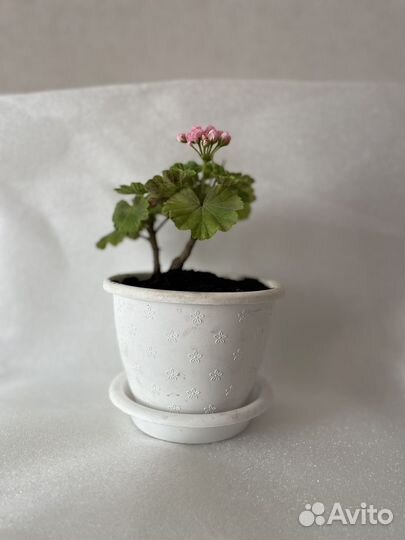 Герань сортовая тюльпановидная розебудная