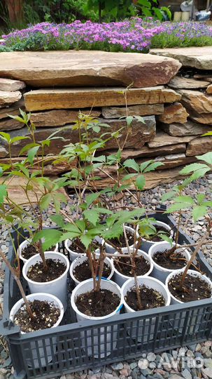 Саженцы девичий виноград