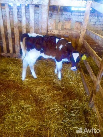 Телята(бычки,тёлки)