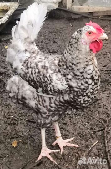 Несушки молодки разных пород