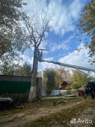 Спил деревьев, валка, обрезка, расчистка участка