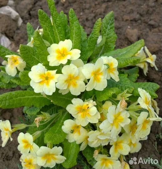 Ирис хоста примула лилейник