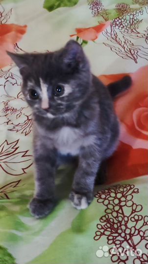 Продам шотландские девочку