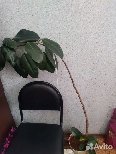 Комнатное растение