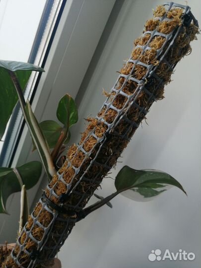 Тотем для растений